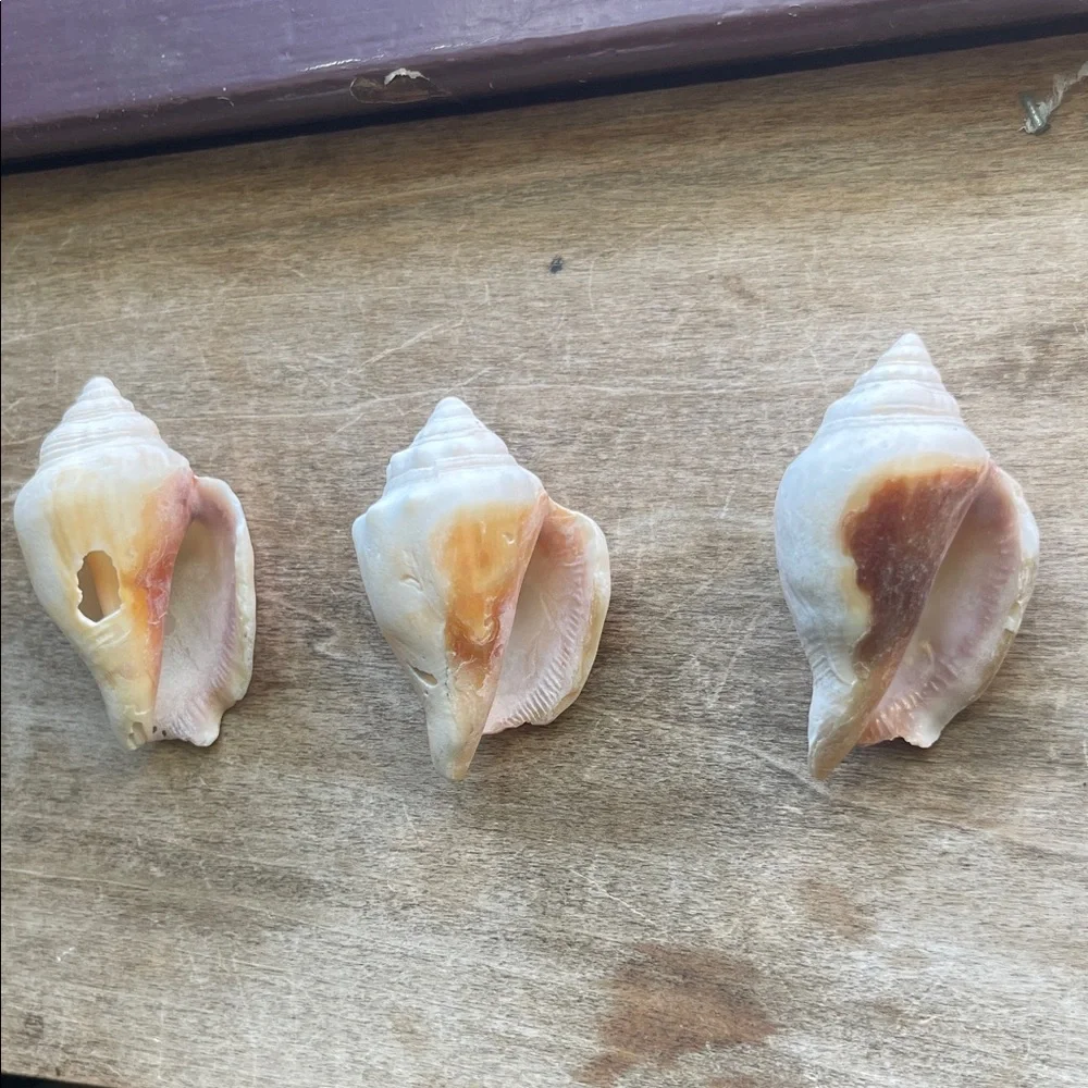 Natural Seashell Collection - Picture 4 of 8